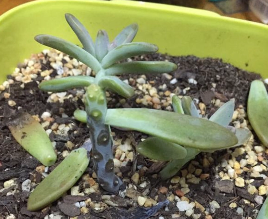 多肉掉葉子救活