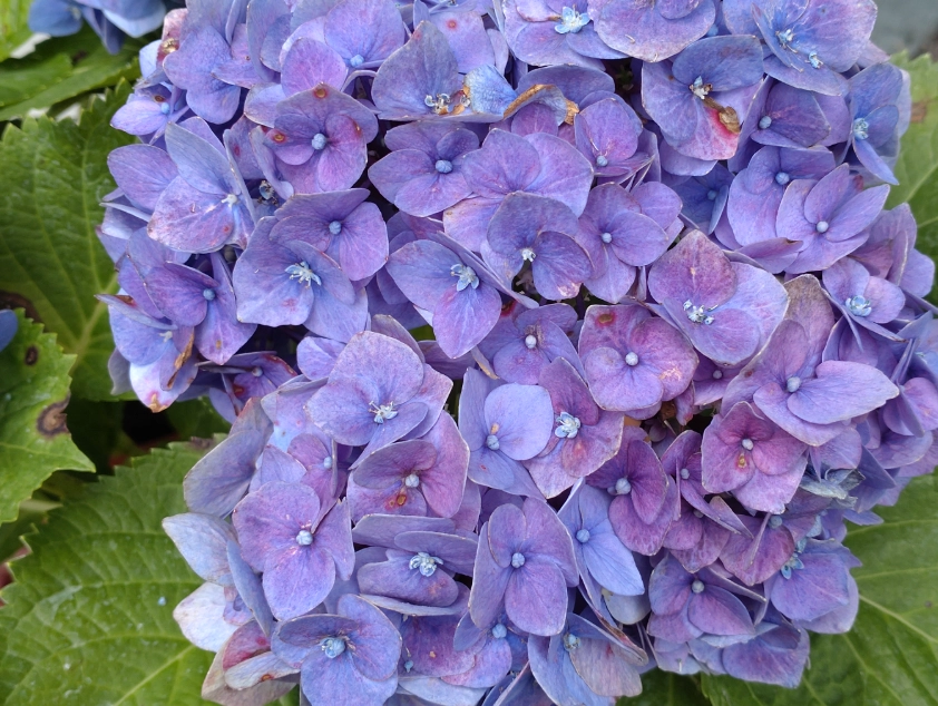 陰涼處開花植物