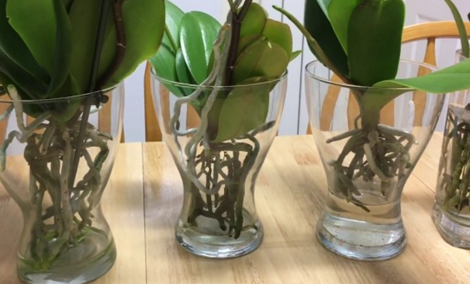 蘭花泡水功效 蘭花泡水功效