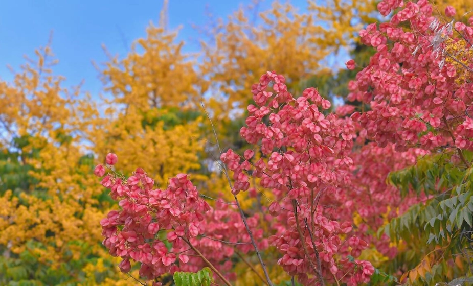 陰影處喬木養護 陰影處喬木養護