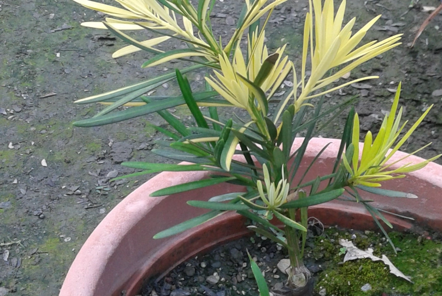 羅漢松養護 羅漢松養護