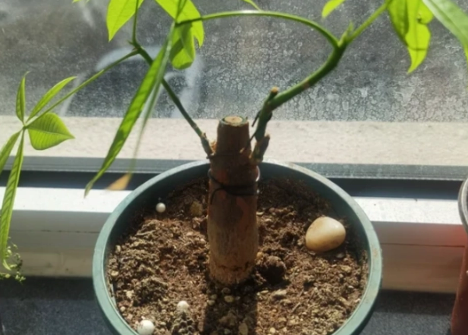 發財樹照顧技巧