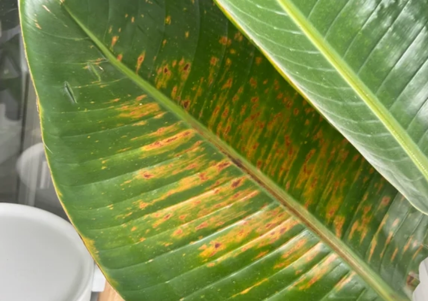 天堂鳥病蟲害防治