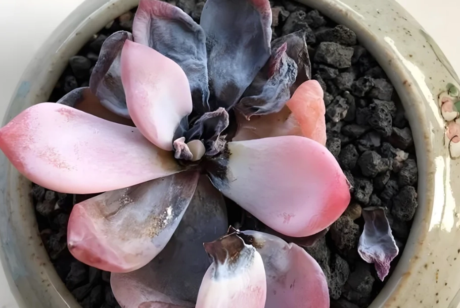 多肉爛葉處理 多肉爛葉處理