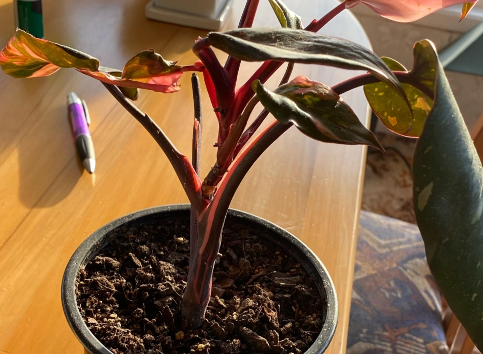 植物病害處理 植物病害處理