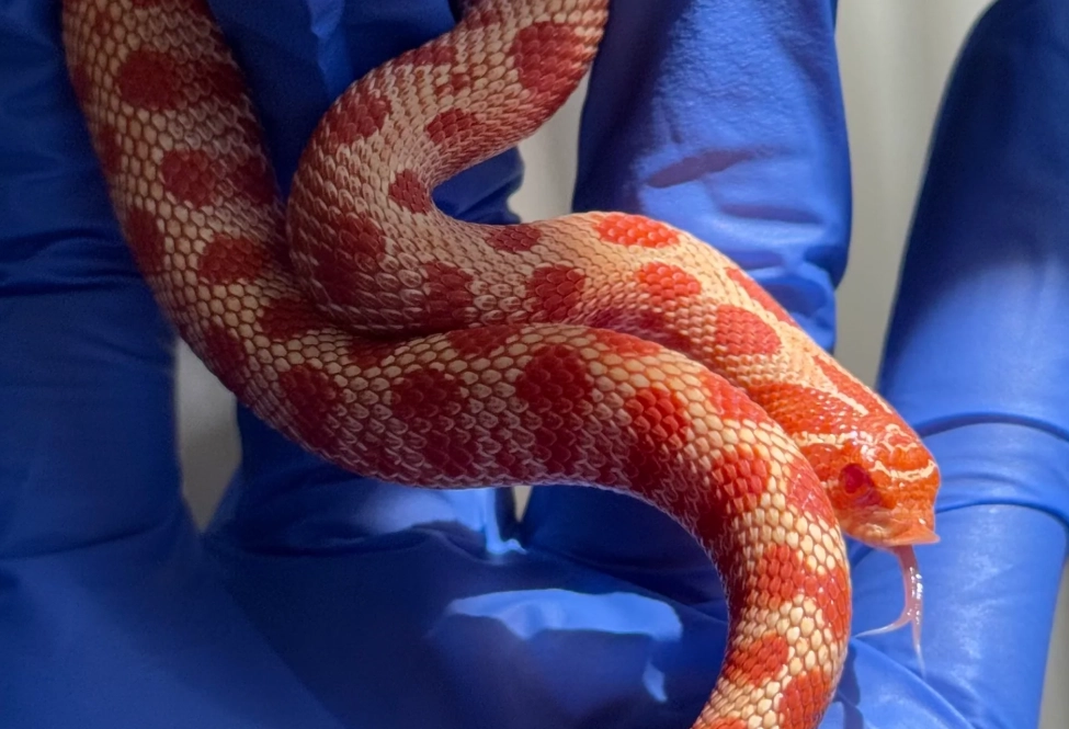 夢見紅白蛇 意思