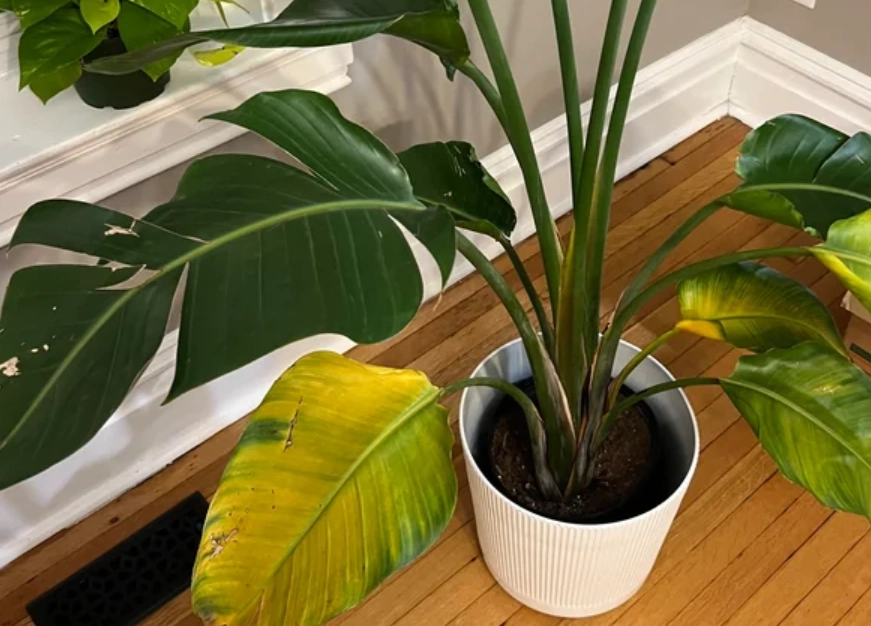 天堂鸟养护方法