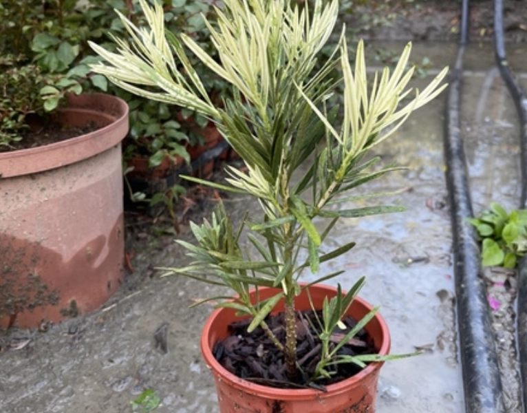 羅漢松養護 羅漢松養護