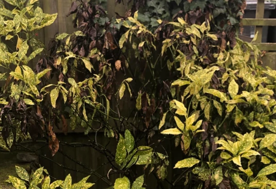 葉子枯黃處理 葉子枯黃處理