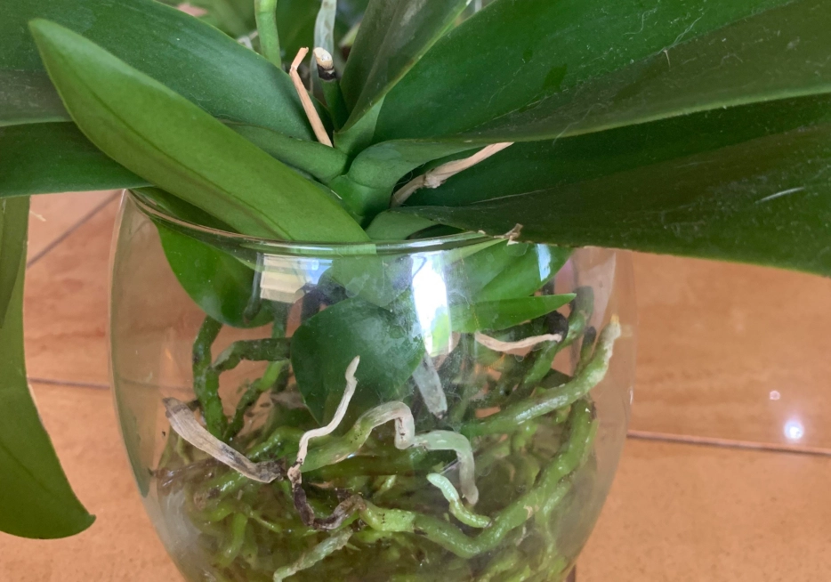 水耕 蝴蝶蘭 水耕 蝴蝶蘭