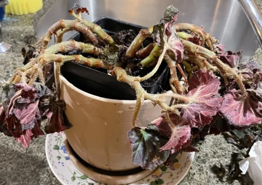 植物養護技巧 植物養護技巧