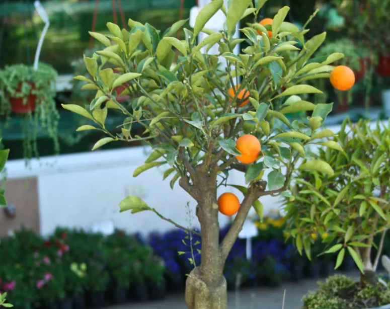 橘子樹盆栽照顧 橘子樹盆栽照顧
