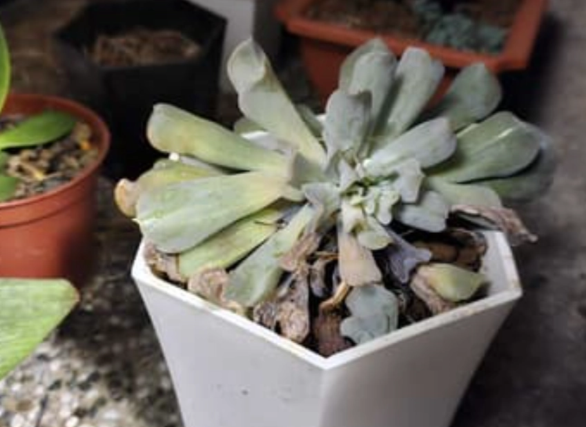 多肉植物葉子爛掉 多肉植物葉子爛掉