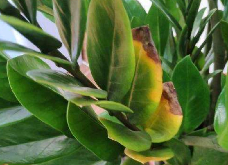 金錢樹葉子變黑原因 金錢樹葉子變黑原因