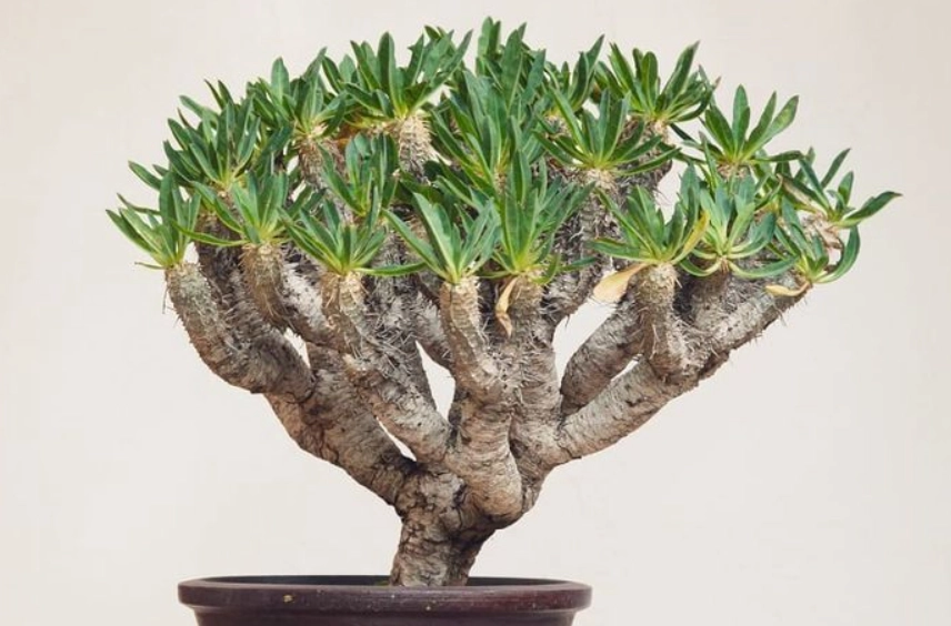 鬼棲閣葉子變黃處理