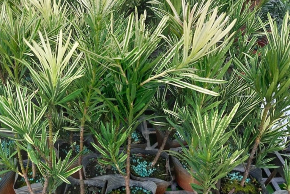 羅漢松養護 羅漢松養護