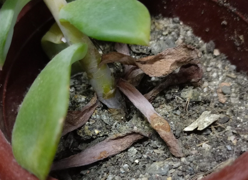 植物死掉土壤處理 植物死掉土壤處理