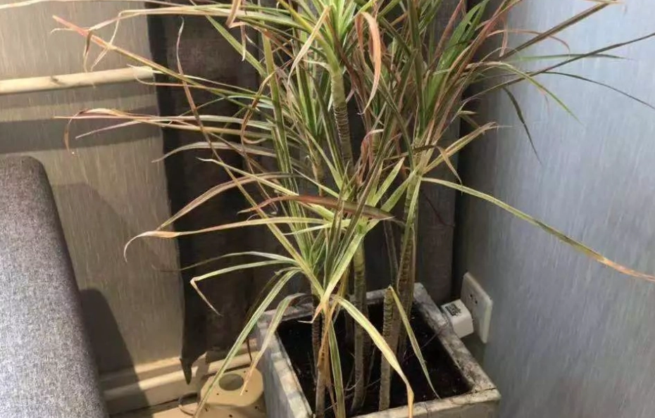 如何避免養死植物 如何避免養死植物