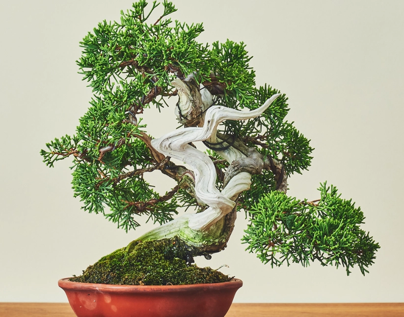 真柏盆景如何挑 真柏盆景如何挑