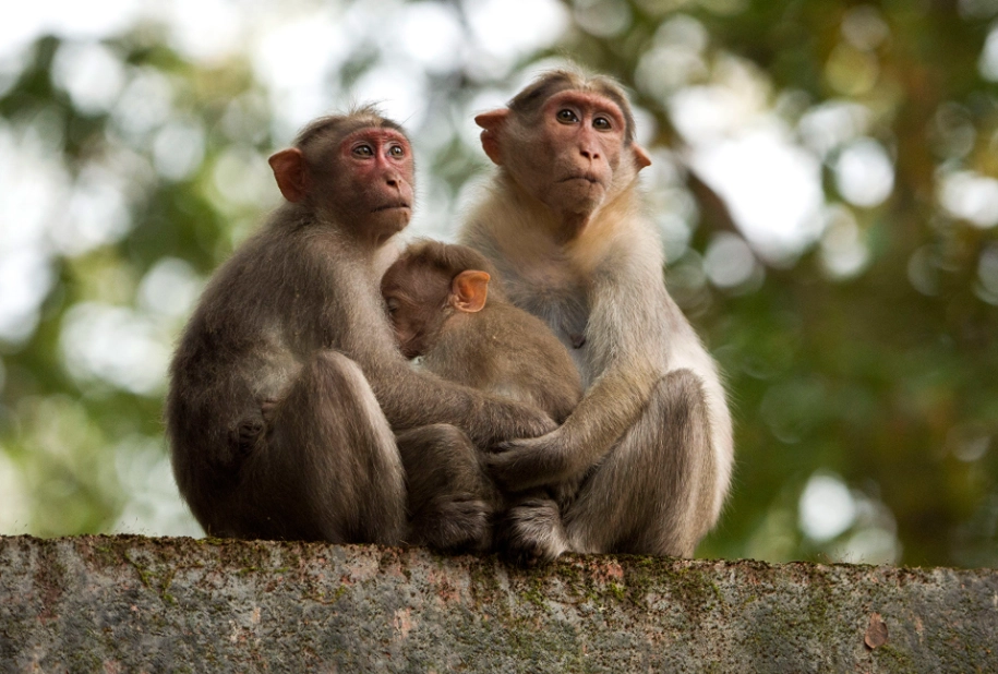 猴子夢境意義 猴子夢境意義