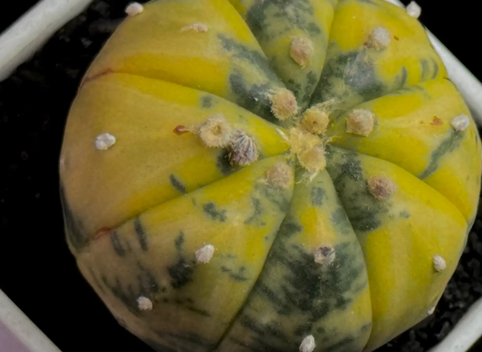 多肉兜變黃原因 多肉兜變黃原因