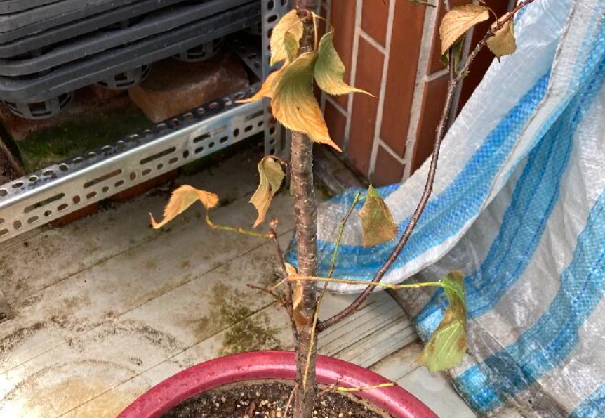 樹葉枯萎原因 樹葉枯萎原因