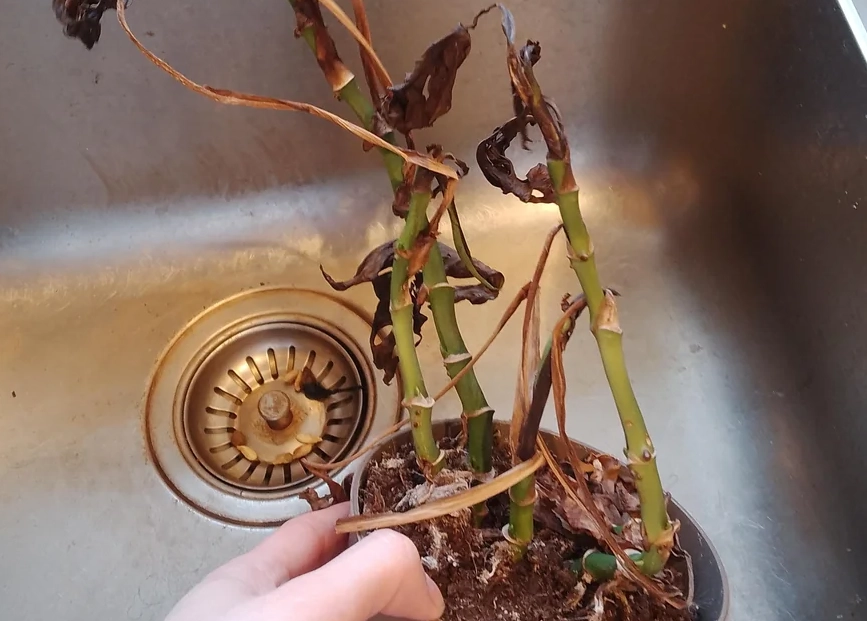 盆栽急救技巧 盆栽急救技巧