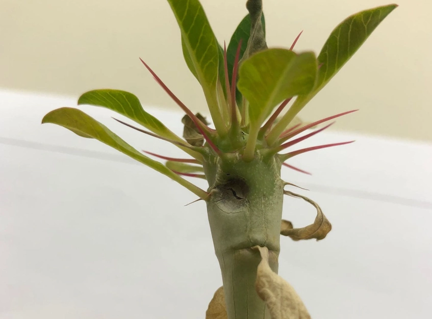 鬼棲閣葉子變黃處理