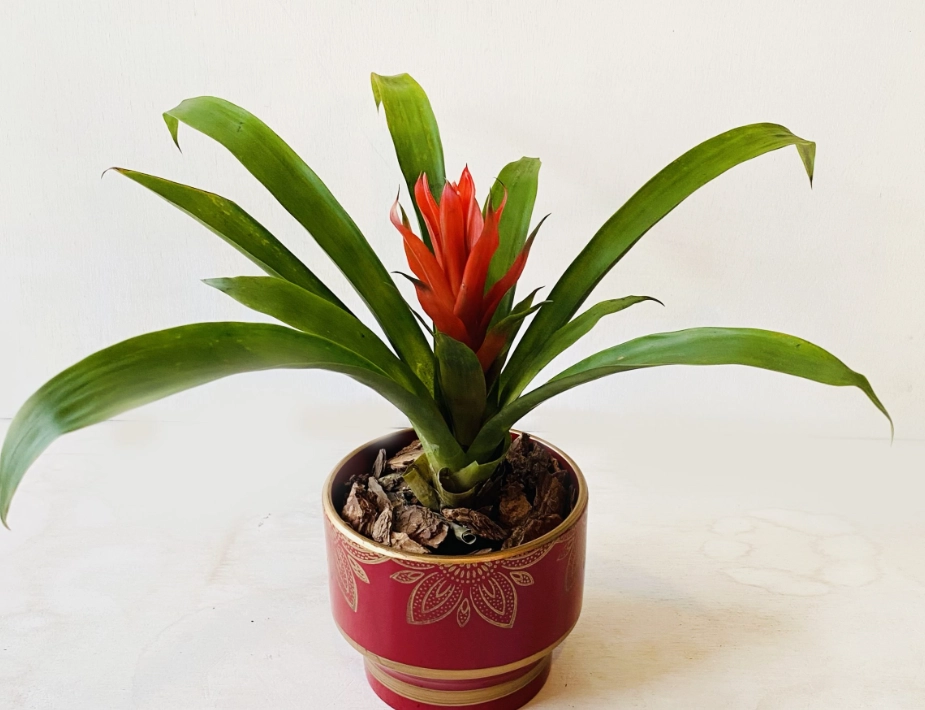 室內鳳梨花品種