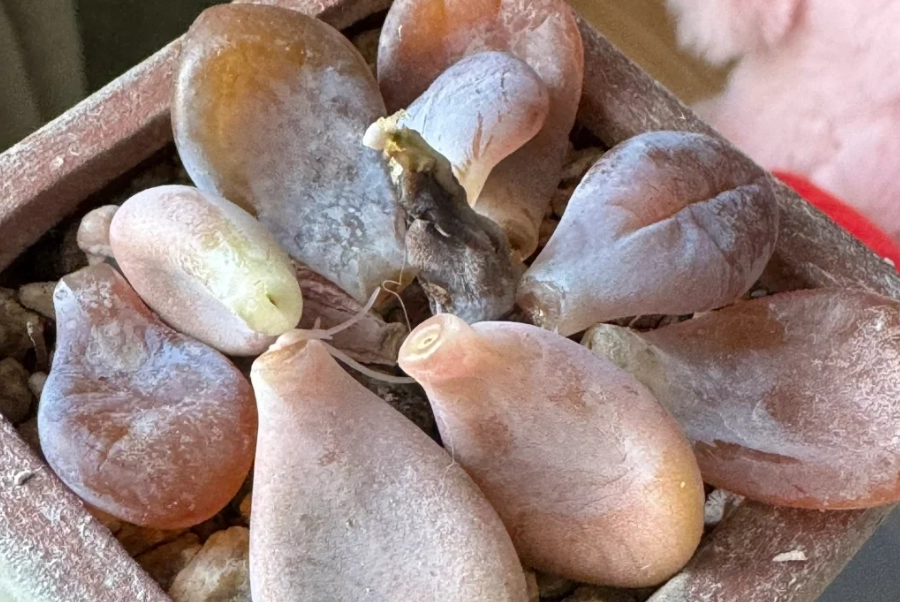 多肉植物葉子爛掉 多肉植物葉子爛掉