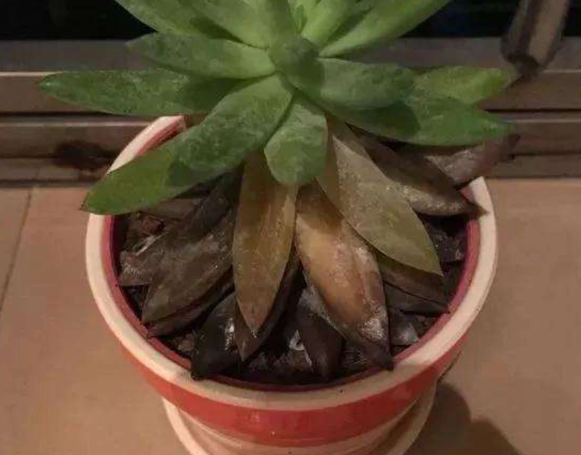 多肉爛葉處理 多肉爛葉處理