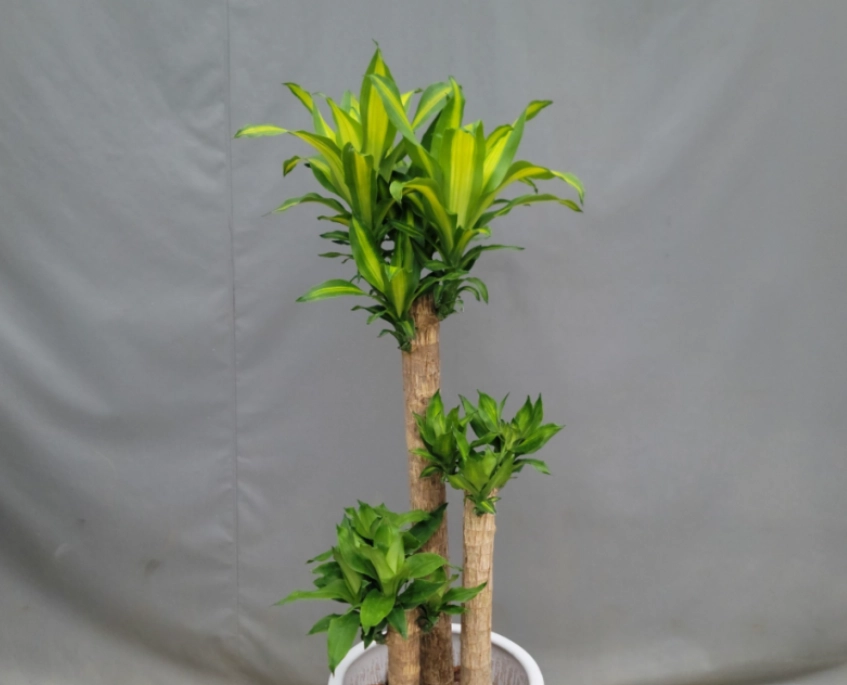 低光照水培植物