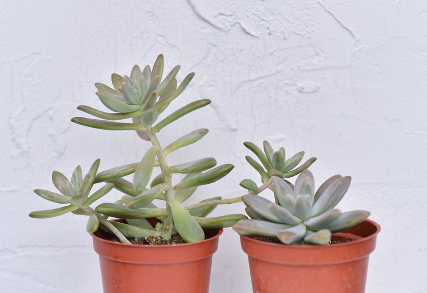 多肉植物徒長處理 多肉植物徒長處理