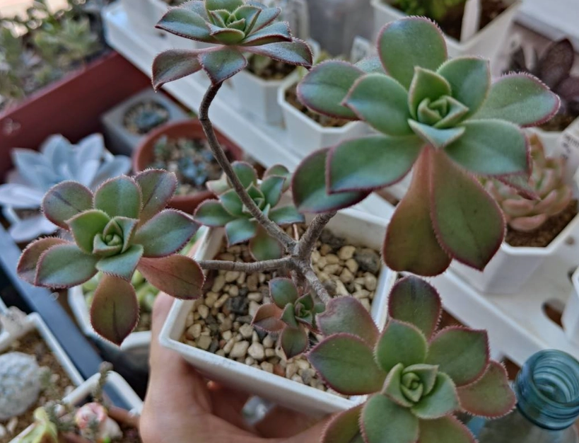 徒長原因與解決