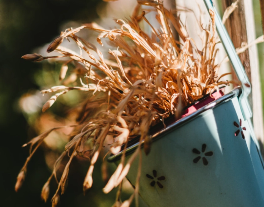 植物枯死原因 植物枯死原因