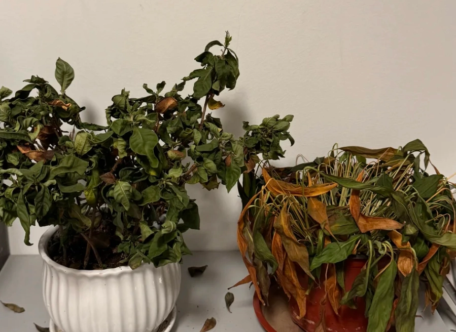 植物養死原因 植物養死原因