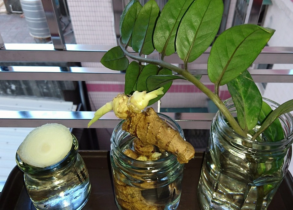 水培金錢樹方法 水培金錢樹方法