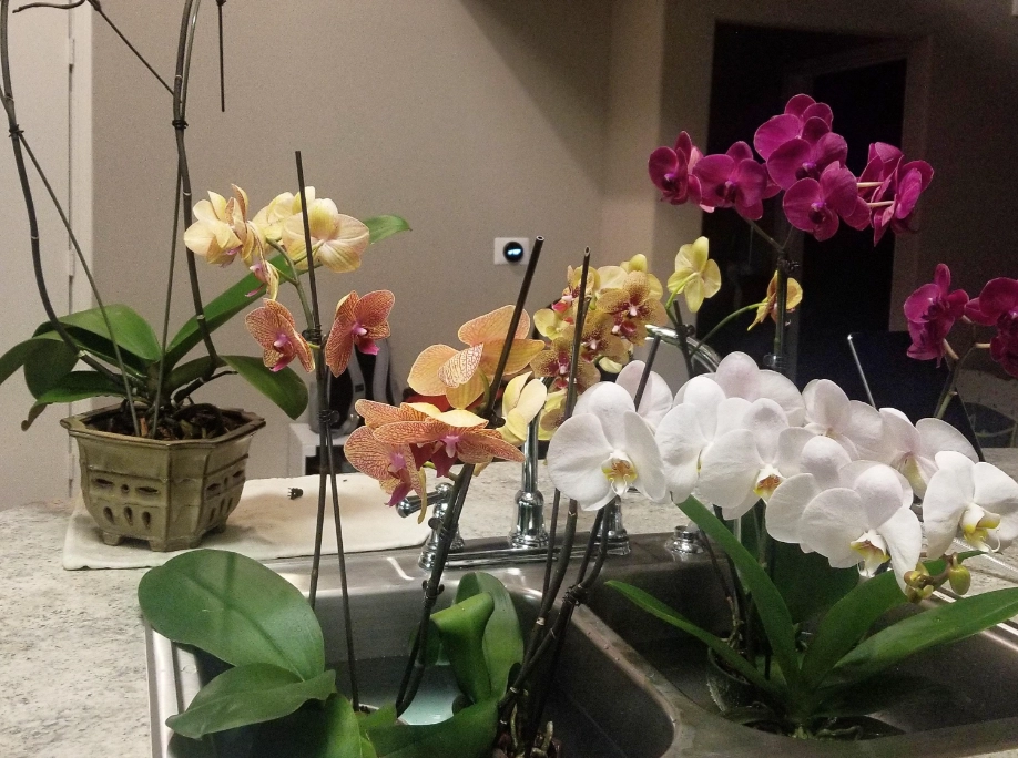 蘭花泡水禁忌 蘭花泡水禁忌