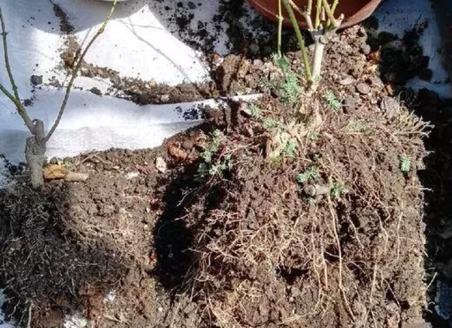 土壤修復方法 土壤修復方法