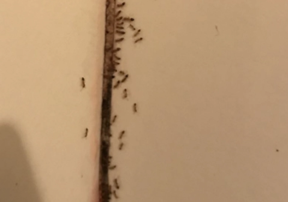 牆上螞蟻 夢境 牆上螞蟻 夢境