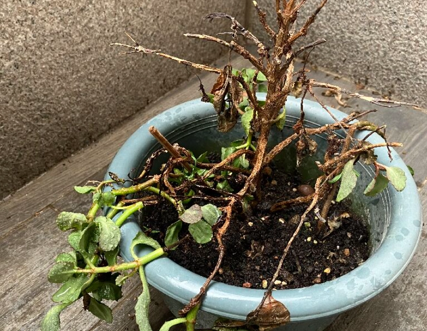 土壤修復方法 土壤修復方法