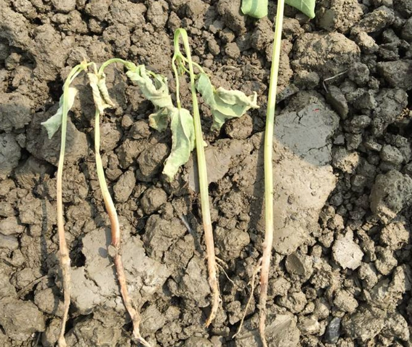 植物死亡土壤問題 植物死亡土壤問題