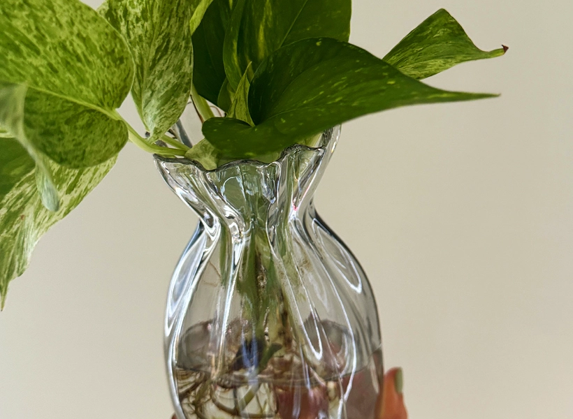 低光照水培植物