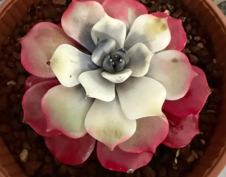 多肉植物病害防治