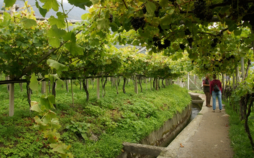 台湾葡萄种植季节