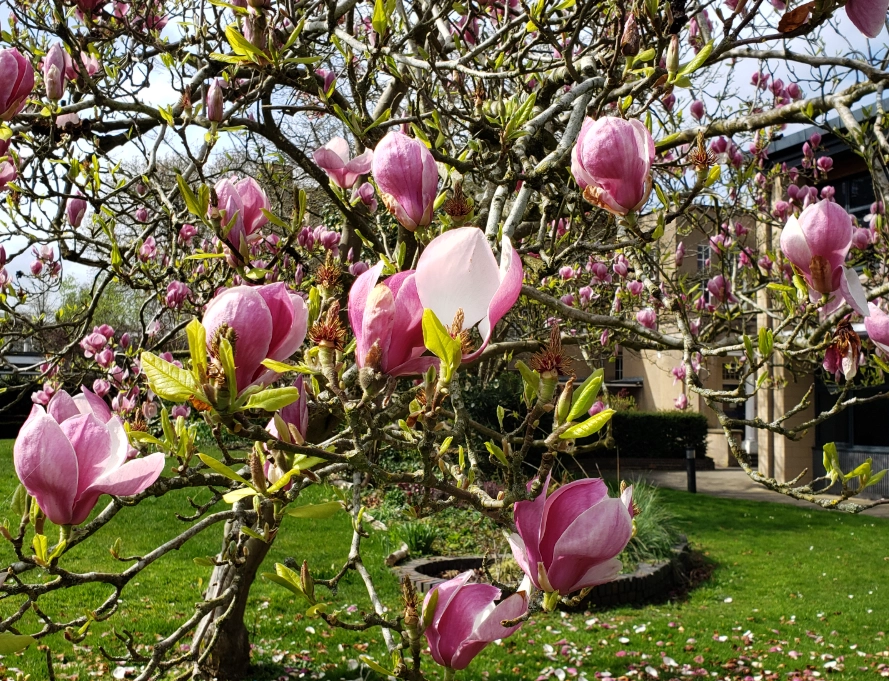玉蘭花照顧 玉蘭花照顧