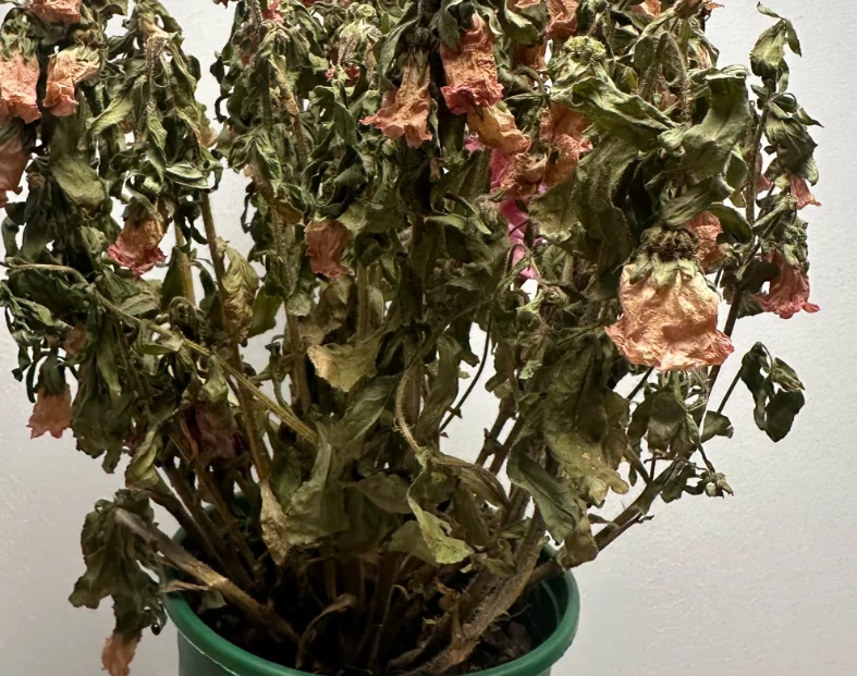 如何避免養死植物 如何避免養死植物