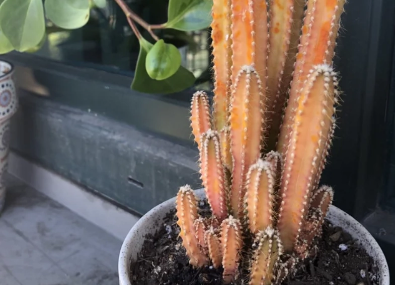 仙人掌養護技巧 仙人掌養護技巧