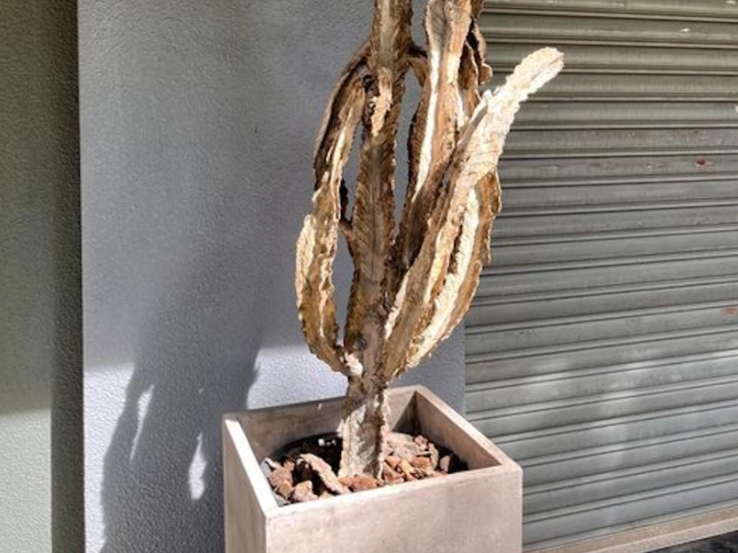 如何避免養死植物 如何避免養死植物