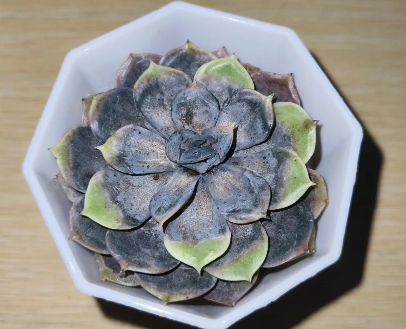 多肉植物變黑原因